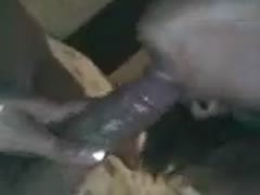 A Mexican white bitch shows off her deepthroat ability by giving her head.